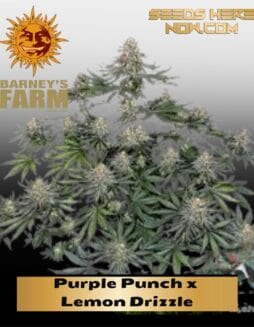 Purple Punch x Lemon Drizzle (Feminized) (space) Barney's Farm