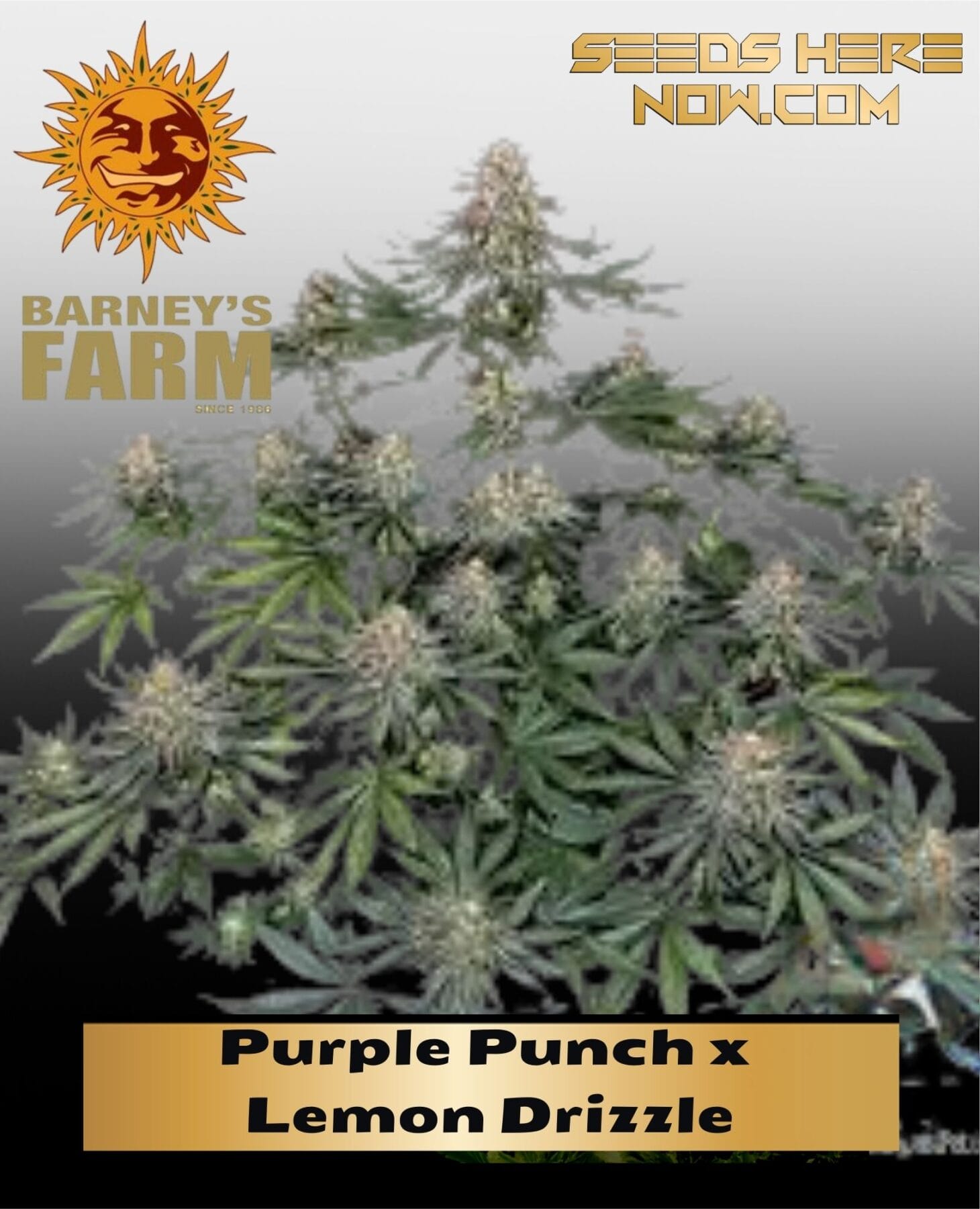 Purple Punch x Lemon Drizzle (Feminized) - Barney's Farm