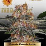 Purple Punch Auto (Feminized) - Barney's Farm