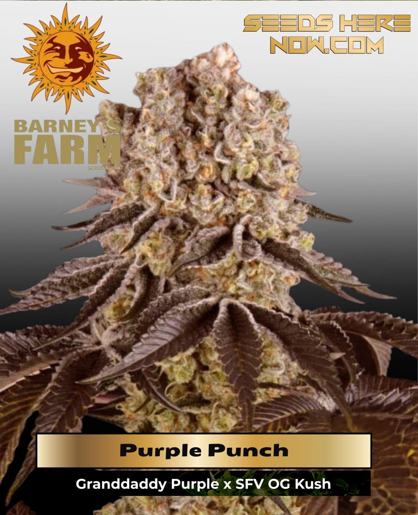 Purple Punch (Feminized) - Barney's Farm