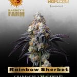 Rainbow Sherbet feminized seeds - Barney's Farm
