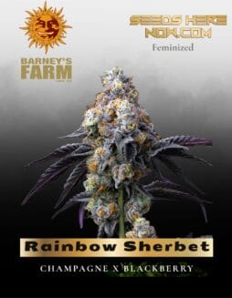 Rainbow Sherbet feminized seeds (space) Barney's Farm