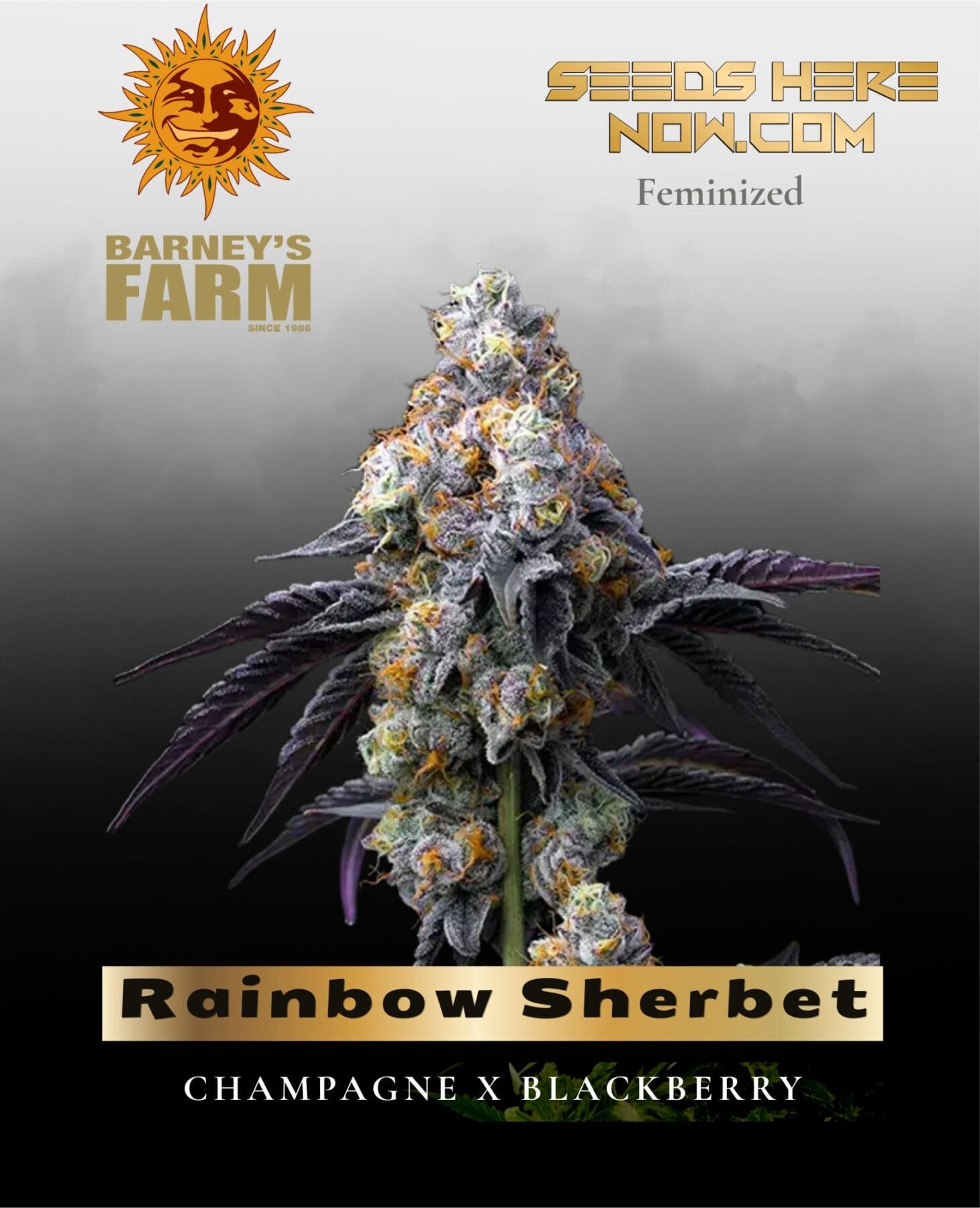 Rainbow Sherbet feminized seeds - Barney's Farm
