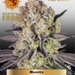Runtz (Feminized) - Barney's Farm