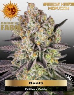 Runtz (Feminized) (space) Barney's Farm