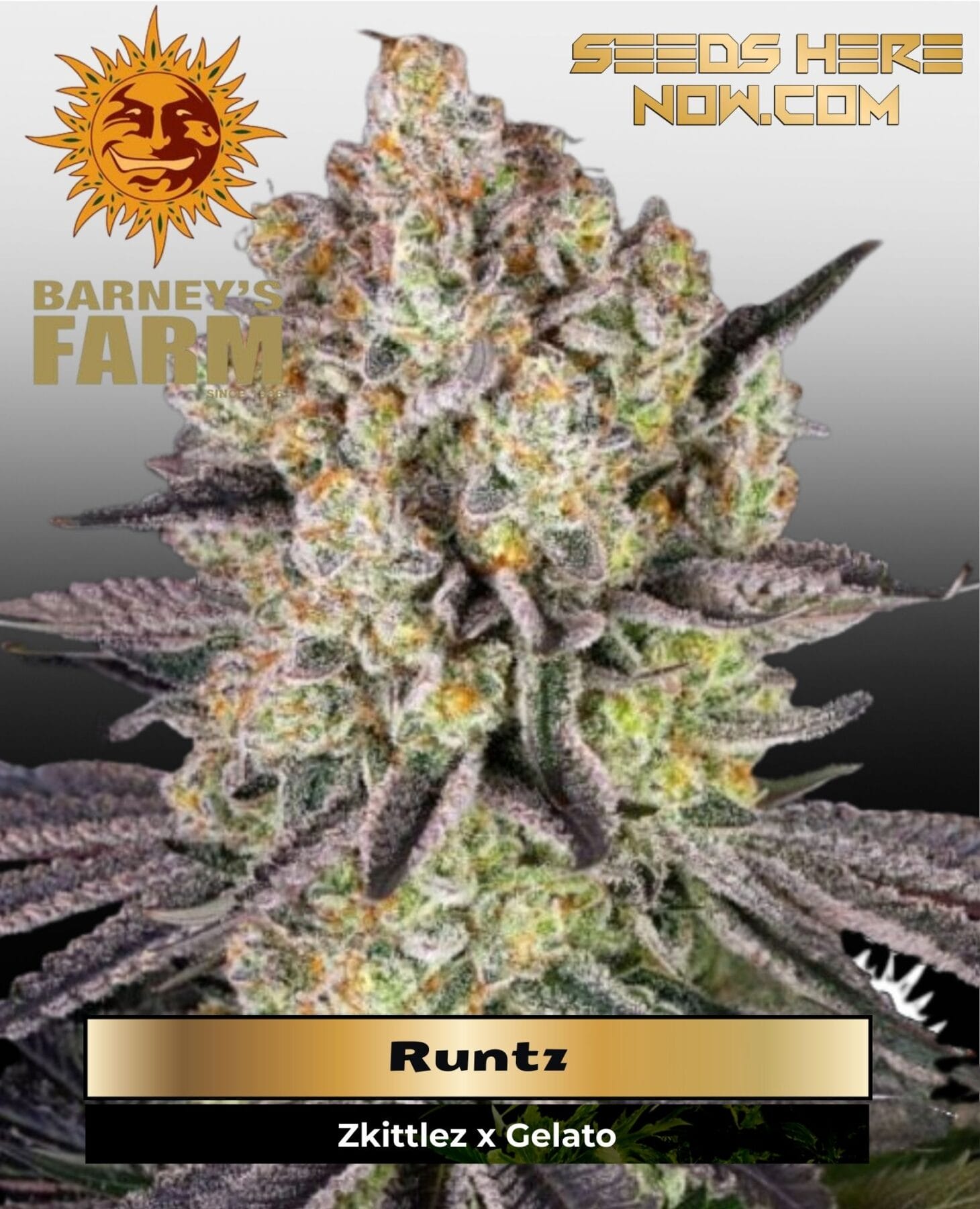 Runtz (Feminized) - Barney's Farm