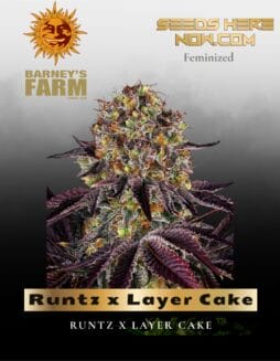 Runtz x Layer Cake (Feminized) (space) Barney's Farm