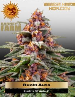 Runtz Auto (Feminized) (space) Barney's Farm