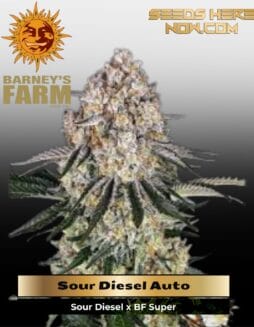 Sour Diesel Auto (Feminized) (space) Barney's Farm
