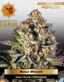 Sour Diesel (Feminized) (space) Barney's Farm