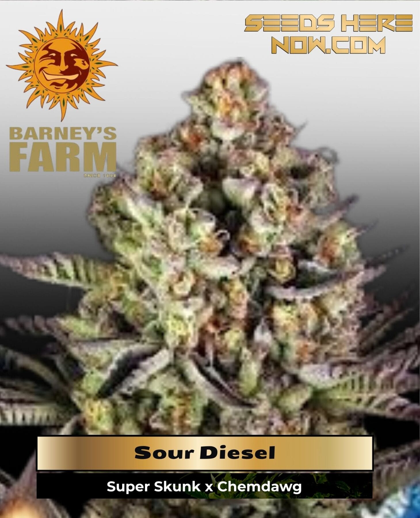 Sour Diesel (Feminized) - Barney's Farm