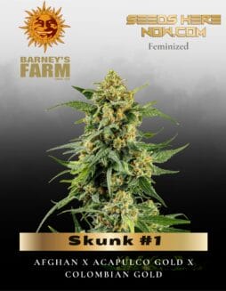 Skunk #1 Feminized Seeds (space) Barney's Farm