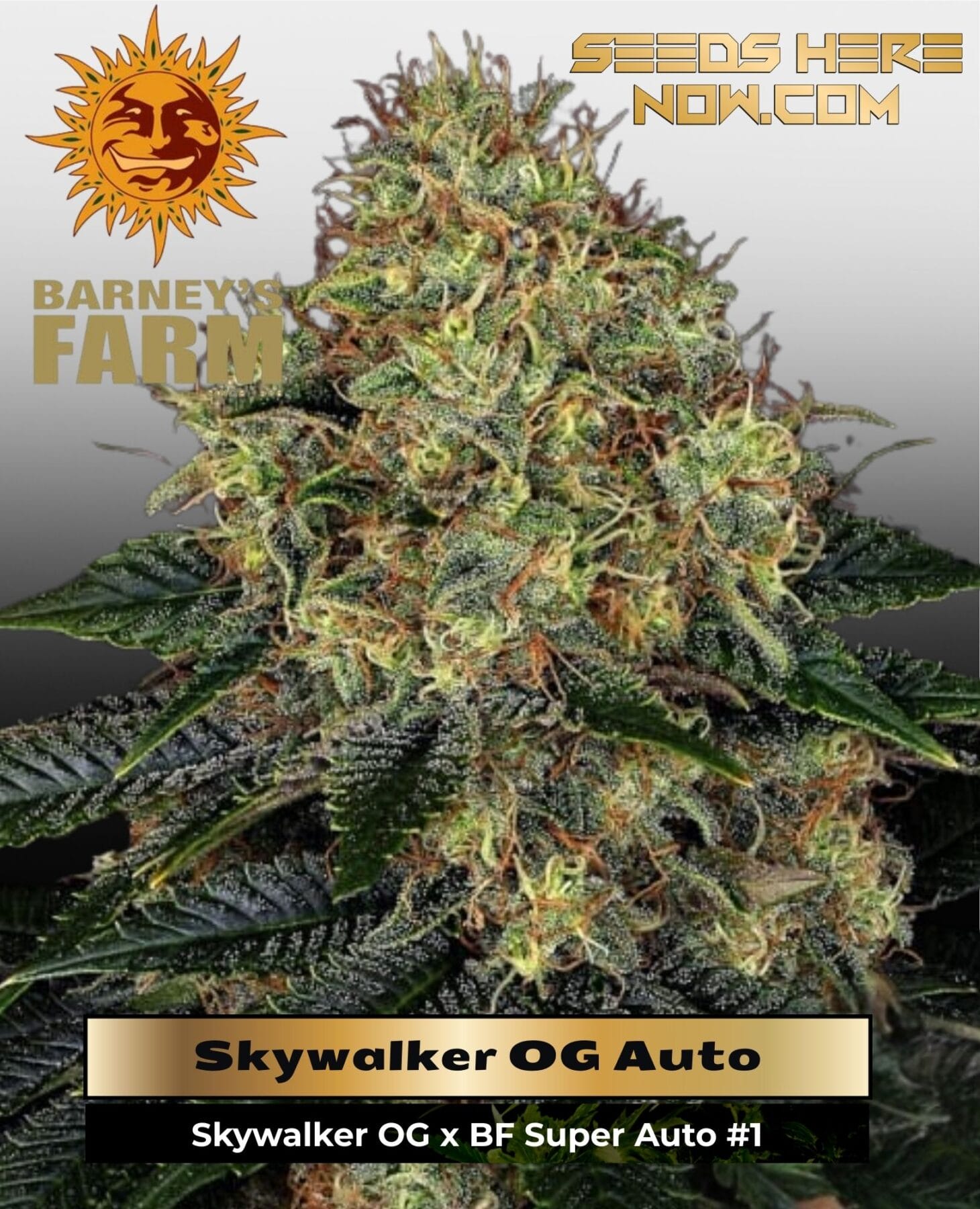 Skywalker OG Auto (Feminized) - Barney's Farm