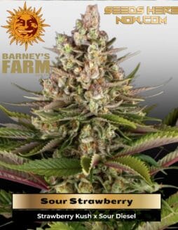 Sour Strawberry (Feminized) (space) Barney's Farm