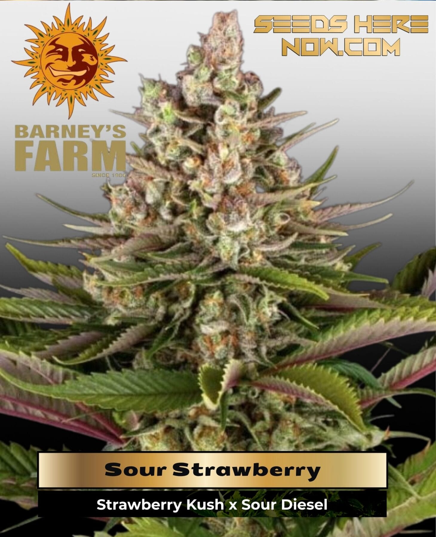 Sour Strawberry (Feminized) - Barney's Farm