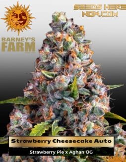 Strawberry Cheesecake Auto (Feminized) (space) Barney's Farm