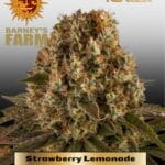Strawberry Lemonade (Feminized) - Barney's Farm