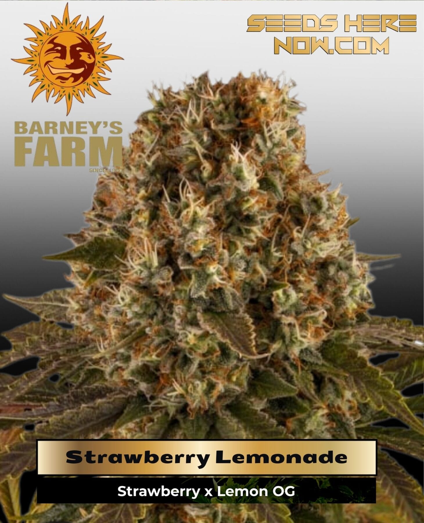 Strawberry Lemonade (Feminized) - Barney's Farm