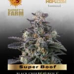 Super Boof (Feminized) - Barney's Farm