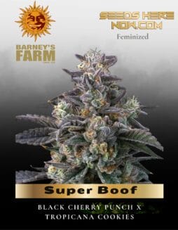 Super Boof Feminized Seeds (space) Barney's Farm