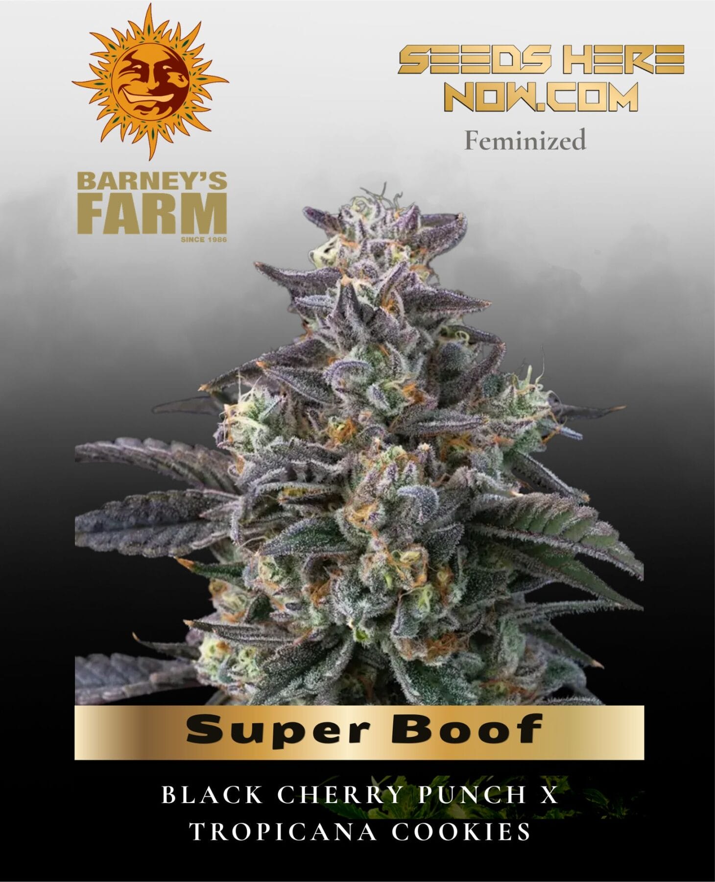 Super Boof Feminized Seeds - Barney's Farm