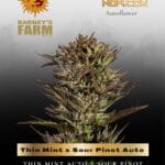 Thin Mint x Sour Pinot Auto (Feminized) - Barney's Farm