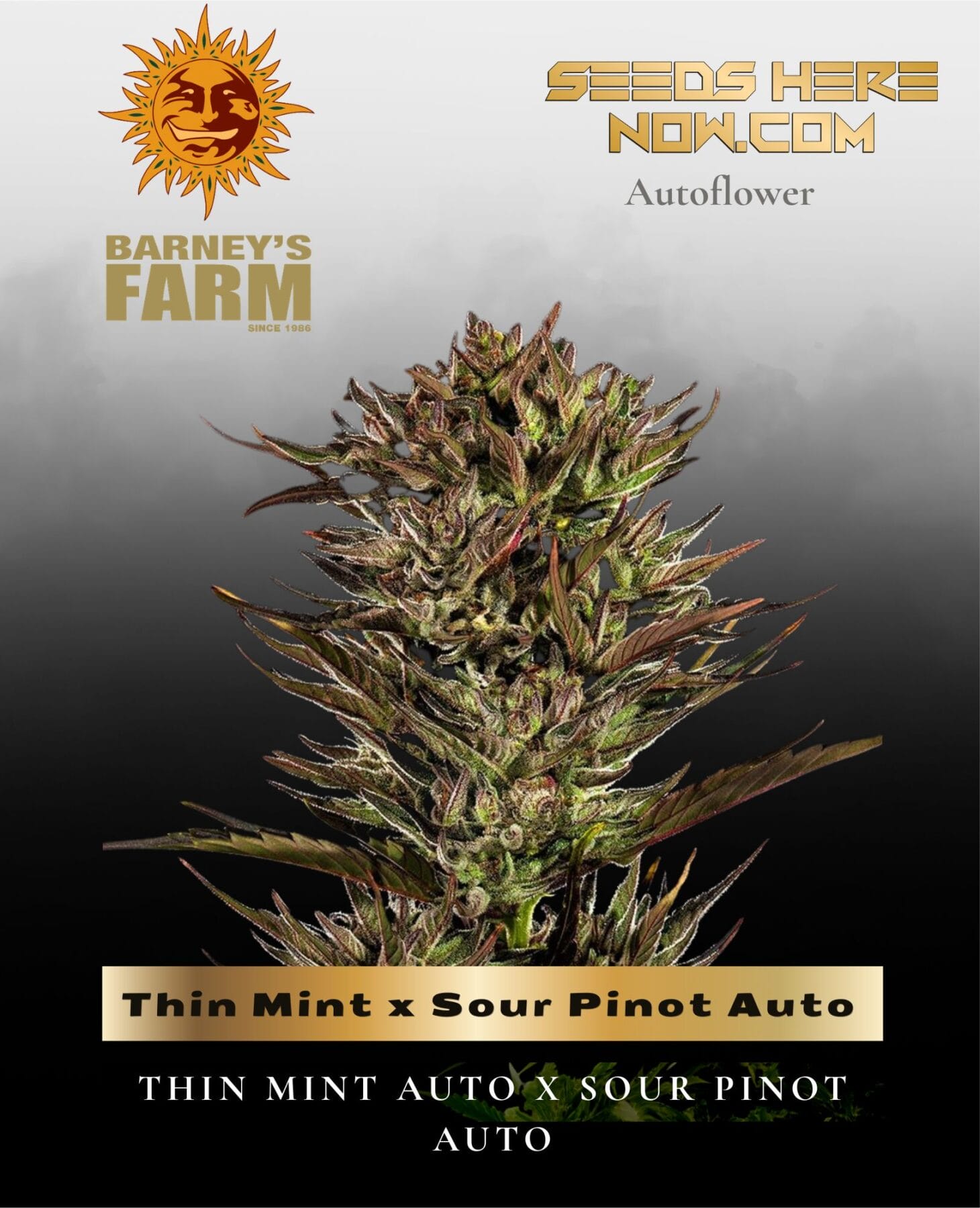 Thin Mint x Sour Pinot Auto Feminized Seeds - Barney's Farm