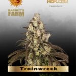 Trainwreck feminized seeds - Barney's Farm