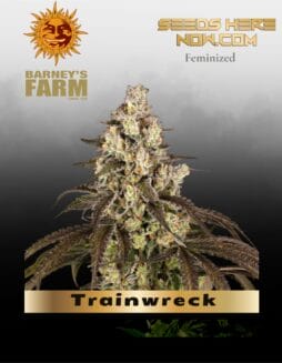 Trainwreck feminized seeds (space) Barney's Farm