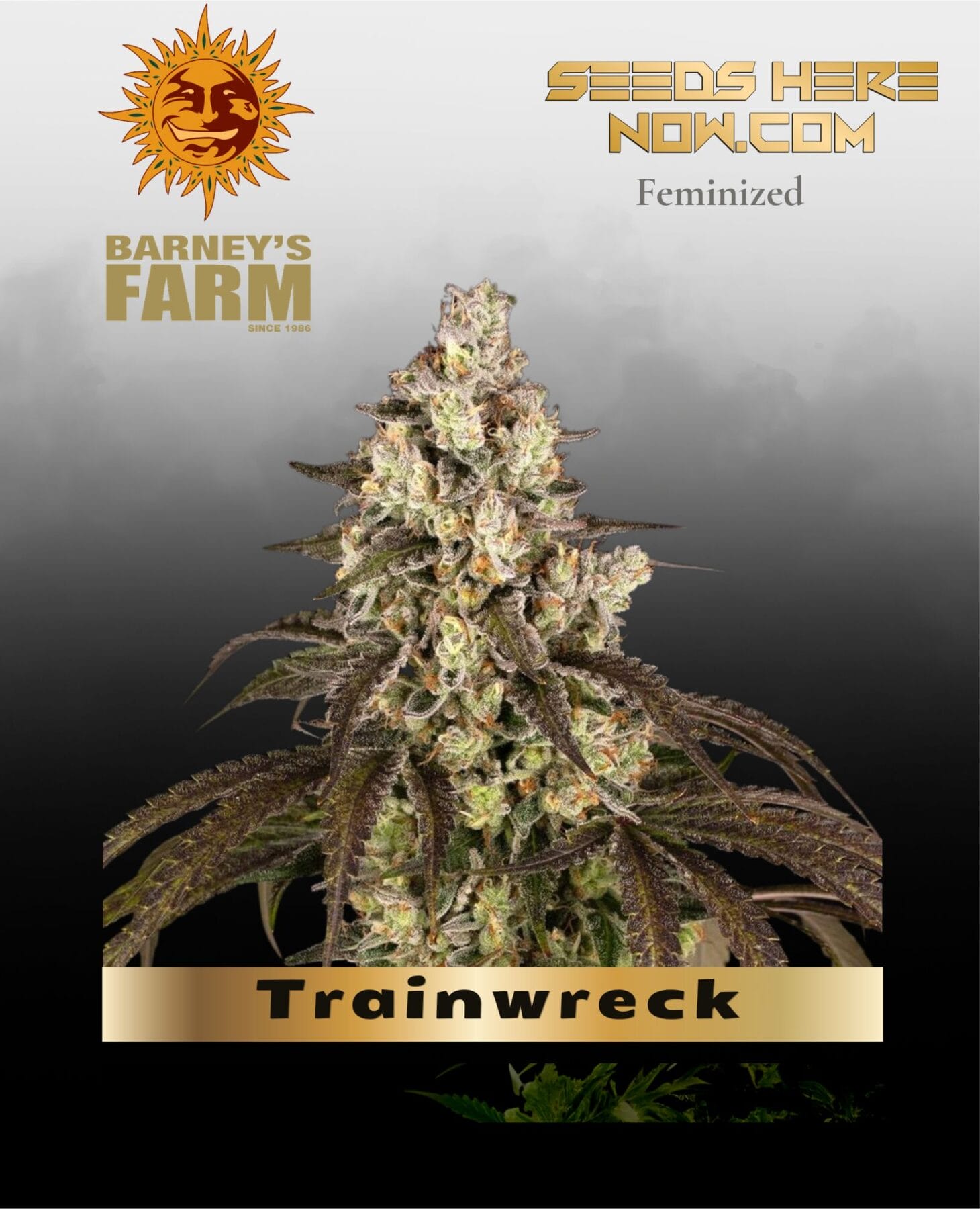 Trainwreck feminized seeds - Barney's Farm