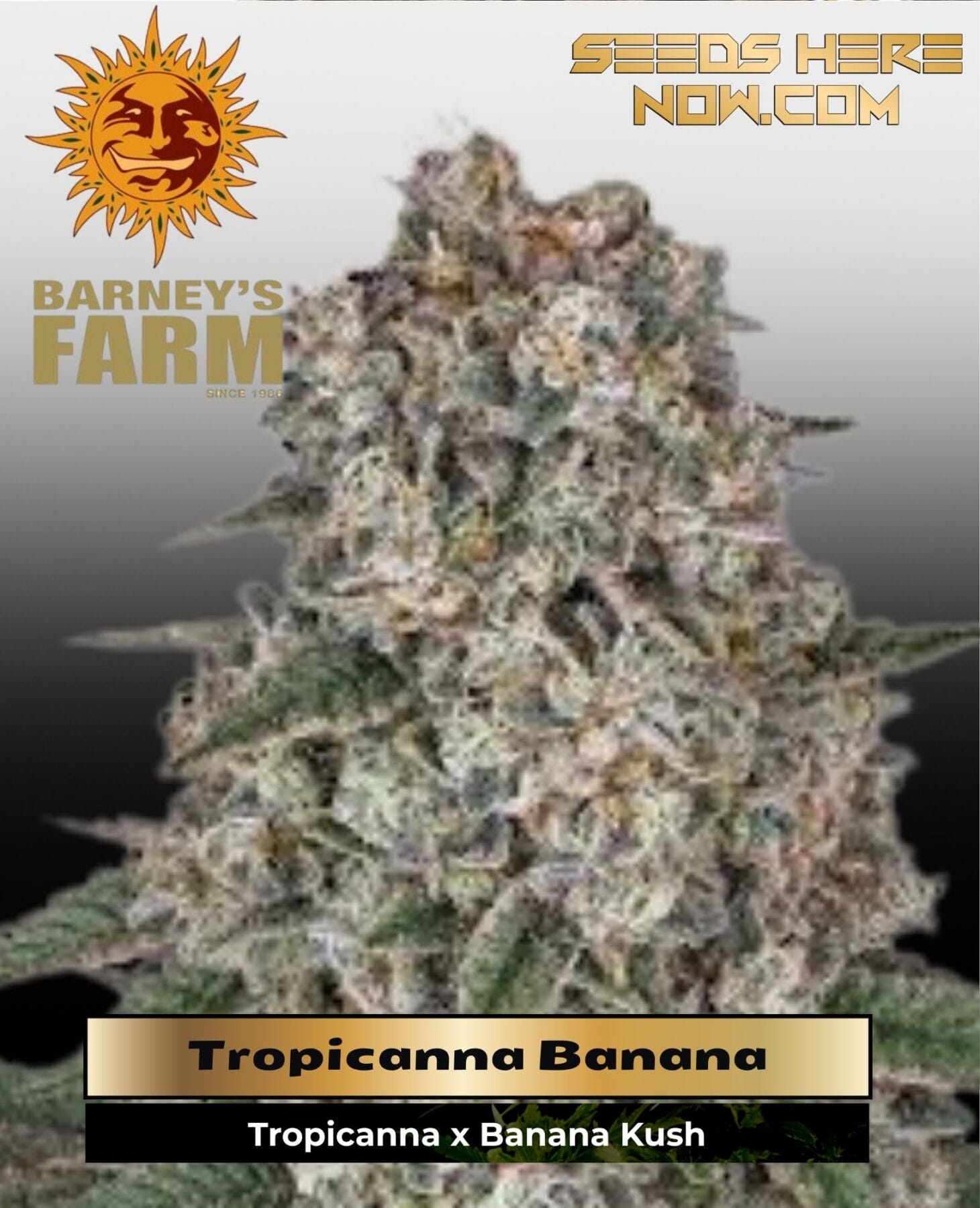 Tropicanna Banana Feminized Seeds - Barney's Farm