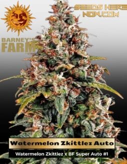 Watermelon Zkittlez Auto (Feminized) (space) Barney's Farm