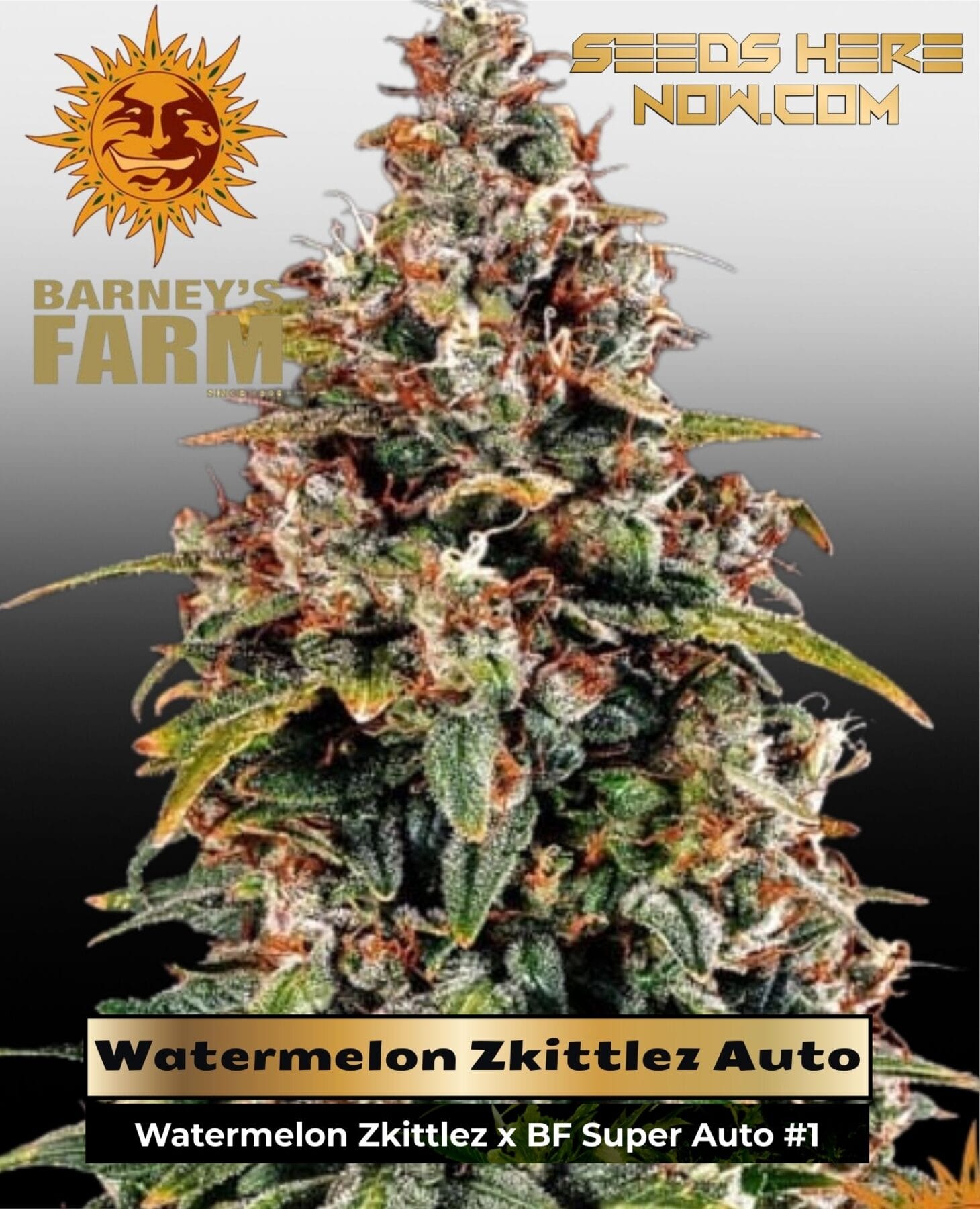 Watermelon Zkittlez Auto (Feminized) - Barney's Farm