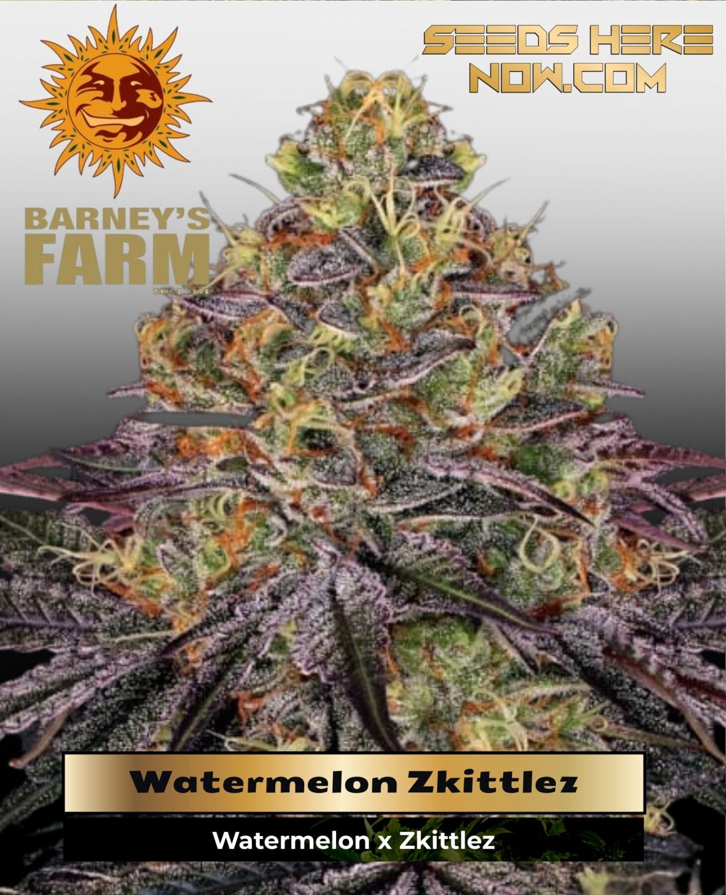 Watermelon Zkittlez (Feminized) - Barney's Farm