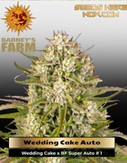 Wedding Cake Auto (Feminized) (space) Barney's Farm