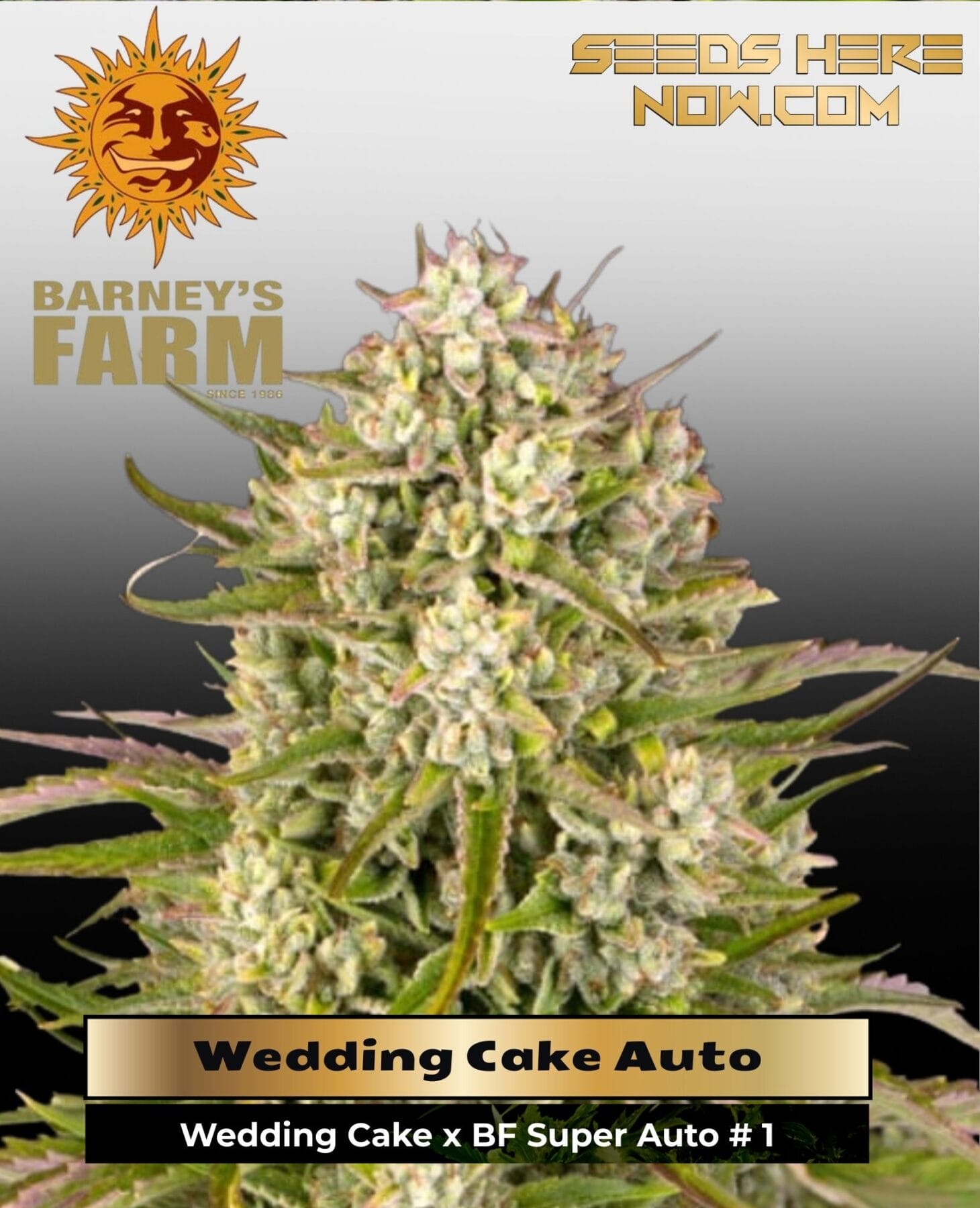 Wedding Cake Auto (Feminized) - Barney's Farm
