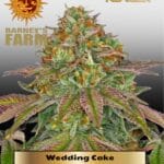 Wedding Cake (Feminized) - Barney's Farm