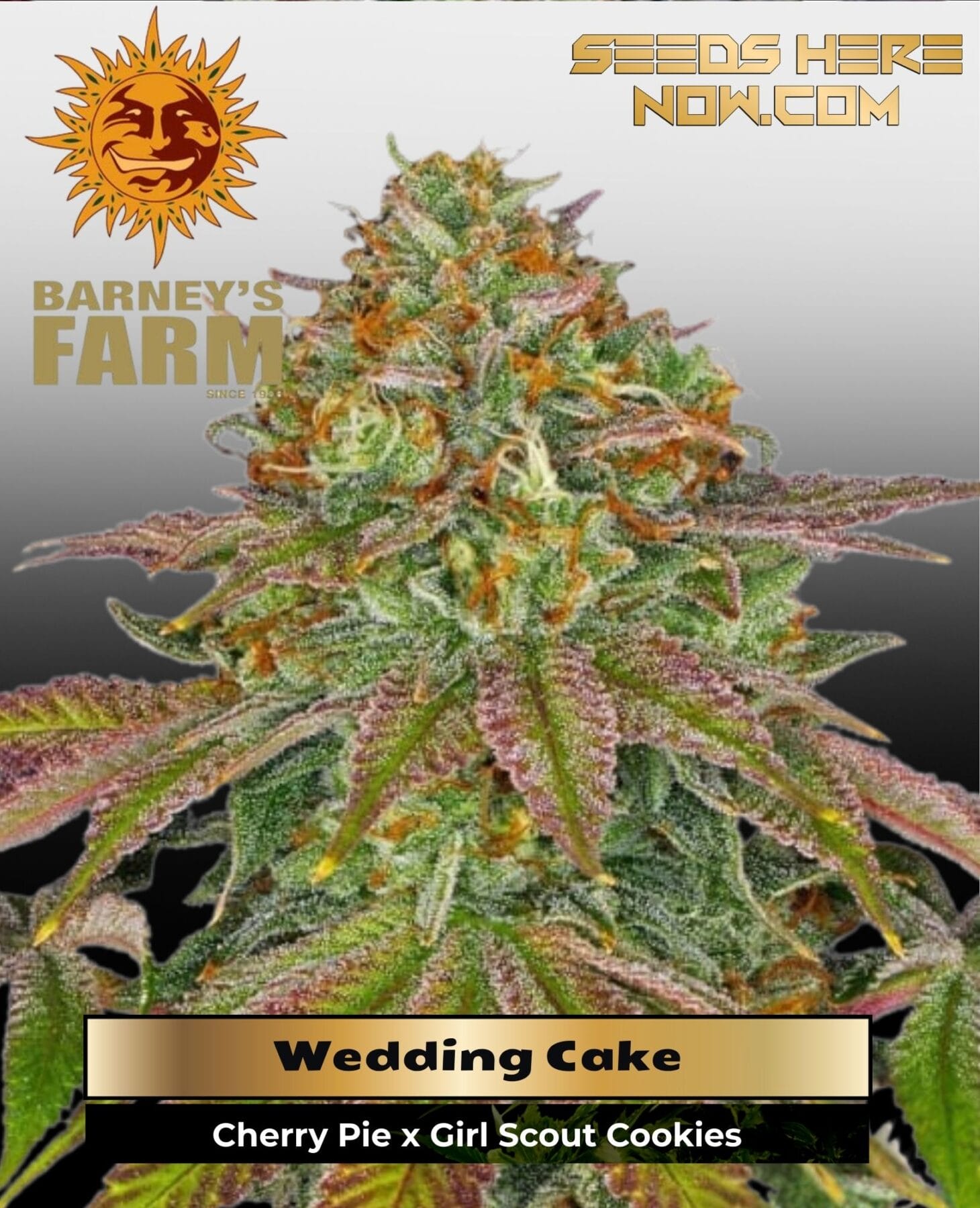 Wedding Cake (Feminized) - Barney's Farm