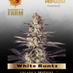 White Runtz feminized seeds - Barney's Farm
