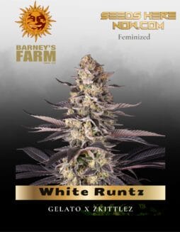 White Runtz feminized seeds (space) Barney's Farm