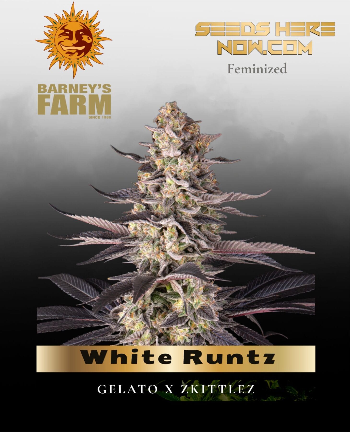White Runtz feminized seeds - Barney's Farm