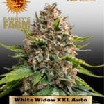 White Widow XXL Auto (Feminized) - Barney's Farm