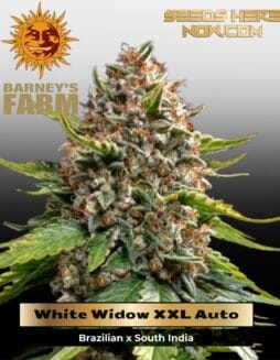 White Widow XXL Auto (Feminized) (space) Barney's Farm