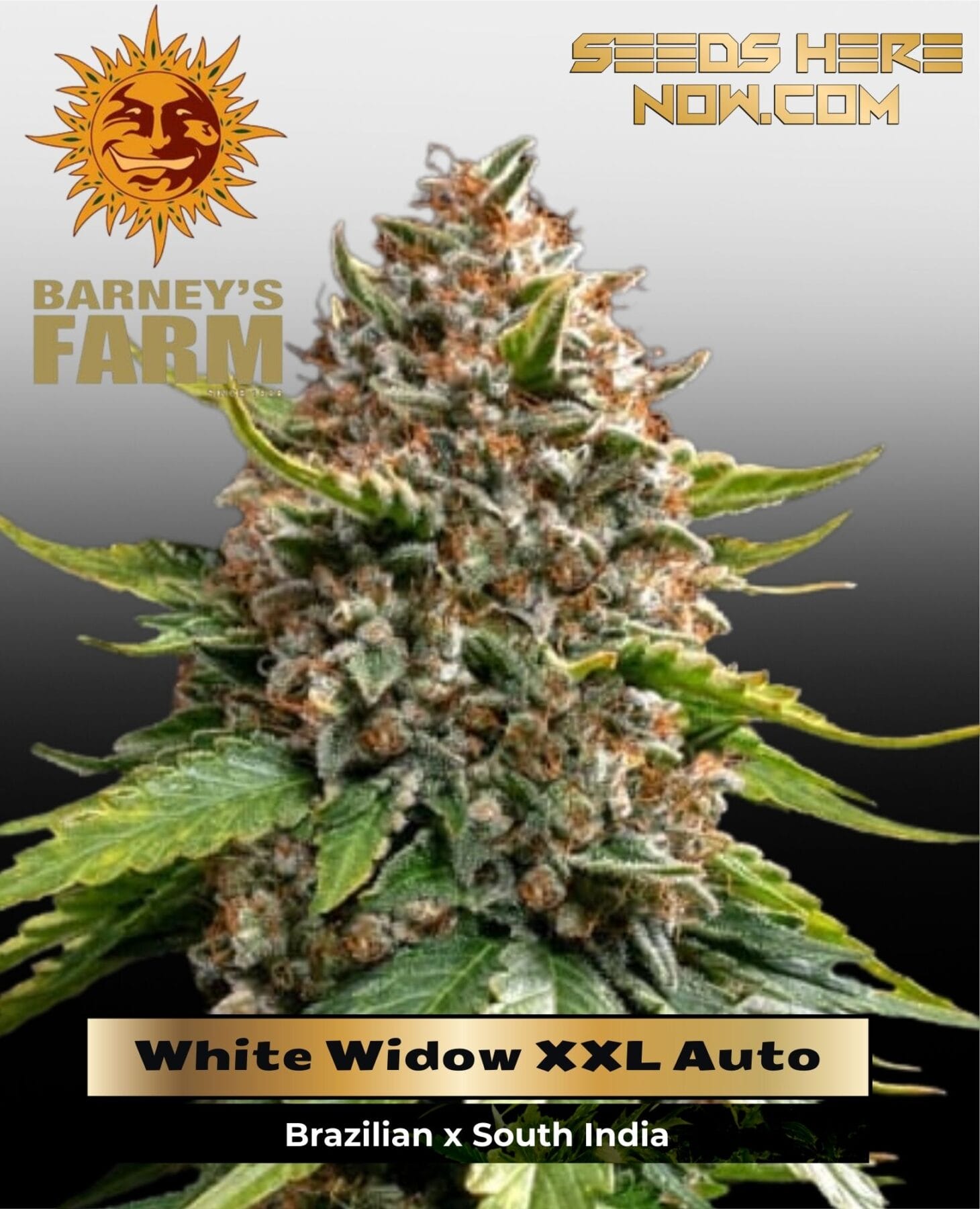 White Widow XXL Auto (Feminized) - Barney's Farm