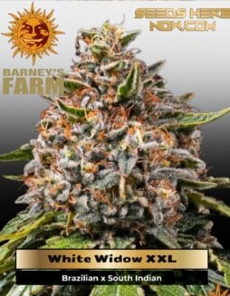 White Widow XXL (Feminized) (space) Barney's Farm