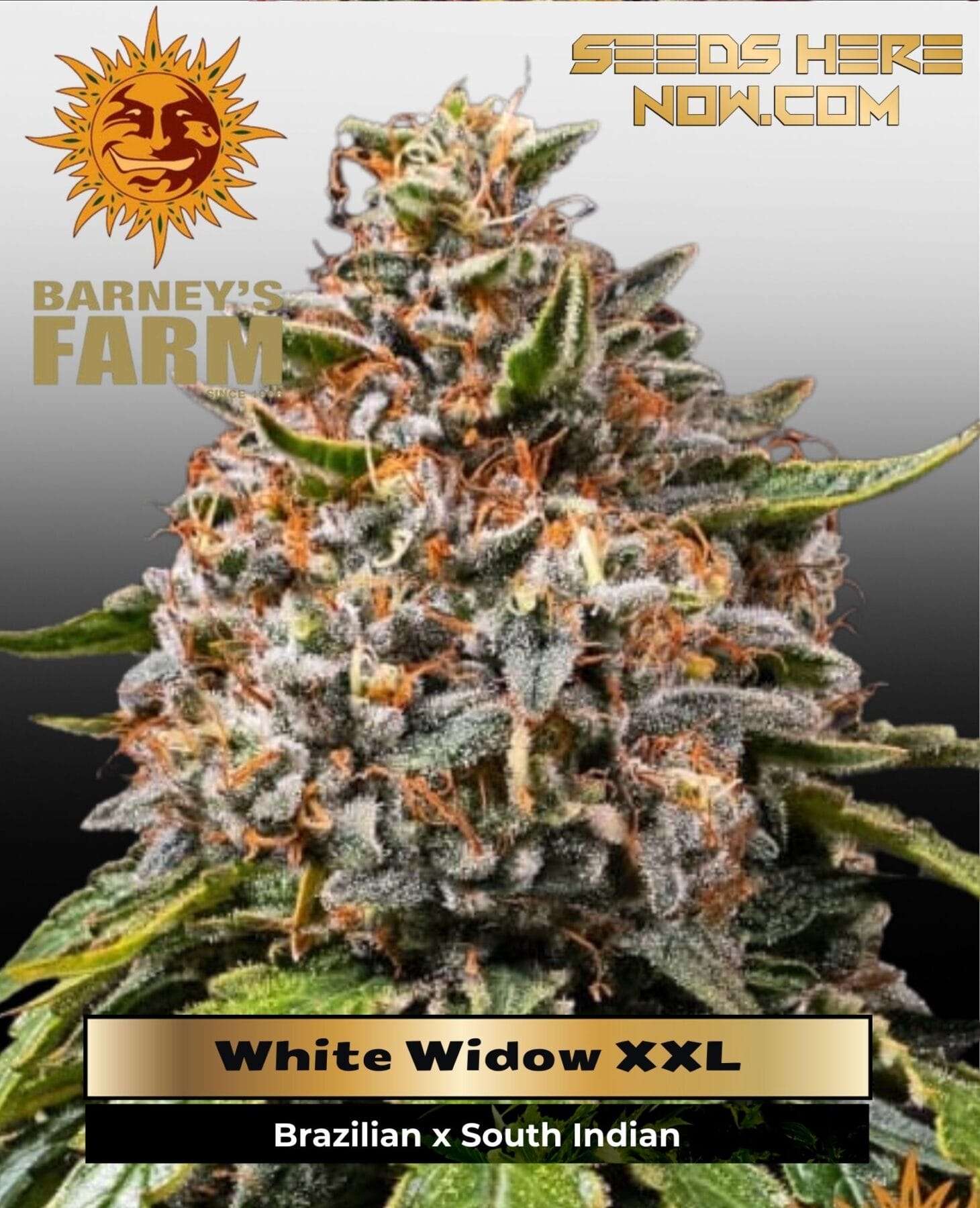 White Widow XXL (Feminized) - Barney's Farm