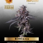 Zillions (Feminized) - Barney's Farm