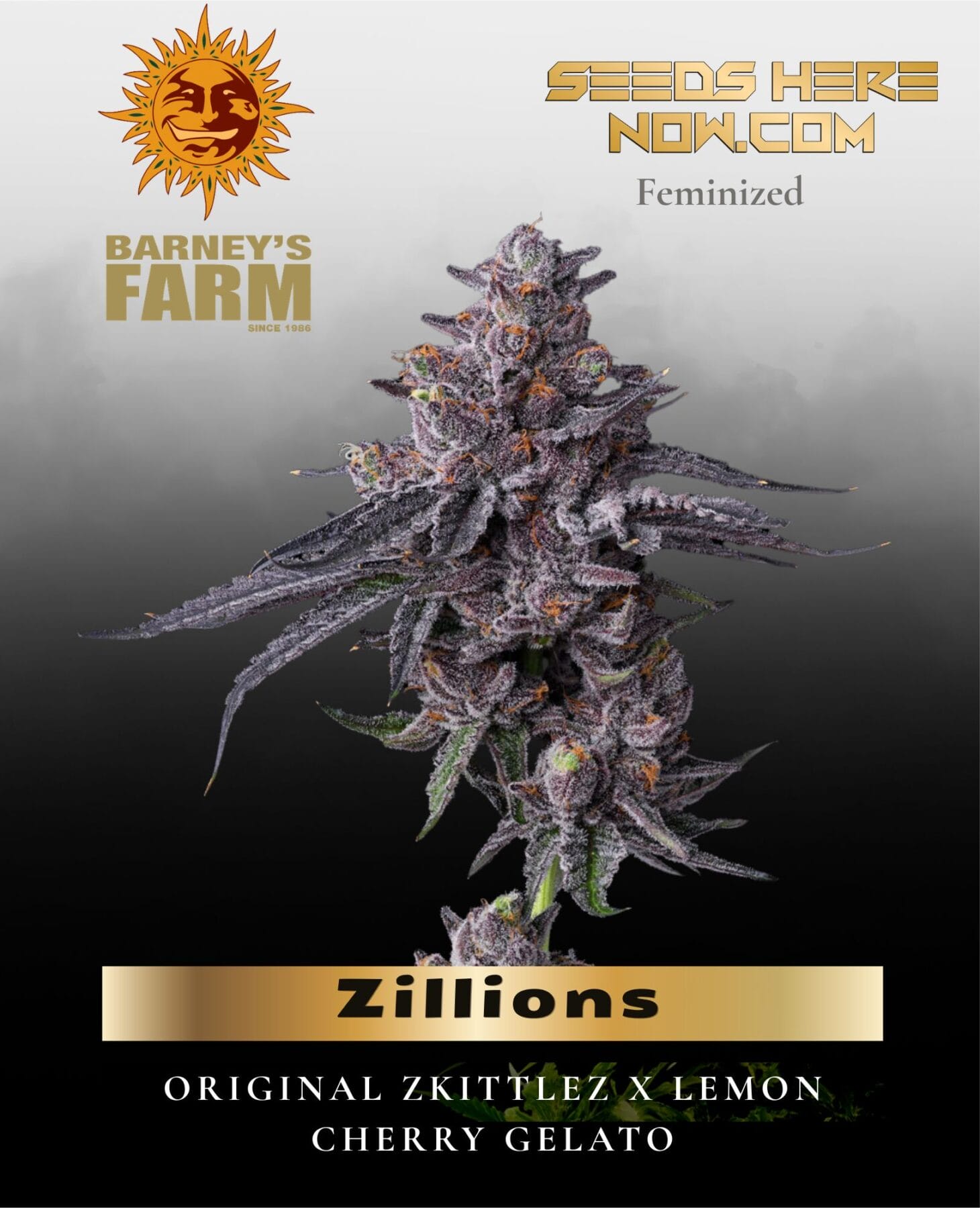 Zillions Feminized Seeds - Barney's Farm