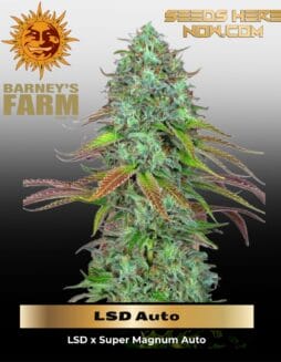 Zkittlez OG Auto (Feminized) (space) Barney's Farm