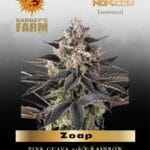 Zoap feminized seeds - Barney's Farm